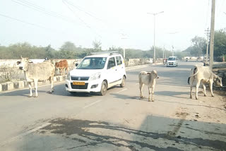 Stray cattle gathering near Kakrola Bridge in Dwarka Sector 16B of Delhi