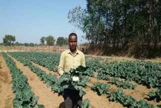 Farmer Umesh grew cauliflower using drip method