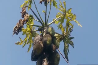 Papaya crop was destroyed