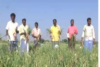 chitrdurga farmers facing difficulties due to duplicate onion seed