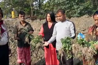 কলিয়াবৰত ভাৰতীয় তেল নিগমৰ পাইপ লাইন খননৰ নামত খেতিপথাৰ নষ্ট