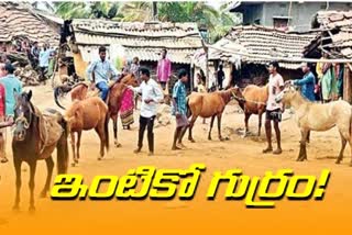 using horses for every work in dayaparthi in vishakapatnam