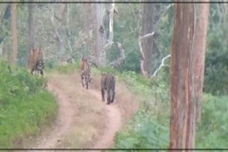 three tigers roaming in biligiriranga hills