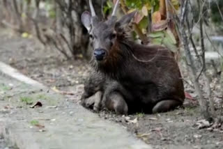 Rescue  extinct species of sambar at Karia of Chamba