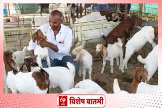 goat-got-more-than-one-and-half-lakh-price-in-ahmednagar