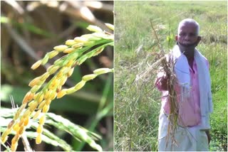 വരനെല്ല്‌ ഭീഷണി  കിഴക്കമ്പലത്തെ കർഷകർ  Farmers in the kizhakampalam under varanellu threat  എറണാകുളം വാർത്ത  eranakulam news  കേരള വാർത്ത  kerala news