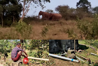 Attapadi Pattimalam villagers worried about the elephants  Attapadi Pattimalam village  worried about the elephants  elephants  കാട്ടാനശല്യത്തില്‍ വലഞ്ഞ് അട്ടപ്പാടി പട്ടിമാലം ഊരുനിവാസികള്‍  കാട്ടാനശല്യം  അട്ടപ്പാടി പട്ടിമാലം ഊരുനിവാസികള്‍  ആനകള്‍