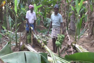 விளை நிலங்களுக்குள் புகுந்த யானை