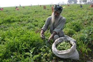 Farmers