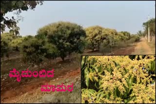 Flowers all over the mango tree at kushtagi