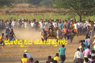 a special game of haveri farmers attracts the people