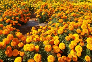 iihr scientists inventions of new breed marigold