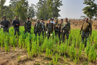 Security forces destroyed poppy cultivation in giridih