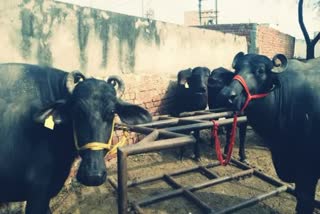 foot-and-mouth-disease-vaccination-in-animals-in-palwal