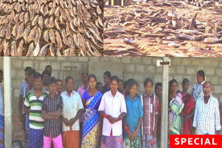 tutucorin workers loss due to maasi karuvadu ban