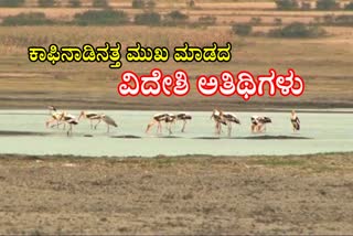 Decline of migratory birds in Chikmagalur