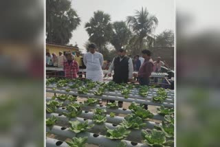 Vegetable being grown through hydroponic plant in Nawada