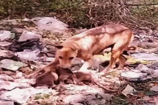 கிண்ற்றில் விழுந்த 3 நாய் குட்டிகள் மீட்பு  நாய் குட்டிகள் மீட்பு  கிண்ற்றில் விழுந்த நாய் குட்டிகள் மீட்பு  காஞ்சிபுரத்தில் கிண்ற்றில் விழுந்த 3 நாய் குட்டிகள் மீட்பு  Rescue of 3 puppies that fell into the well  Puppy rescue  3 puppies rescued in Kanchipuram  3 puppies rescued from well in Kanchipuram