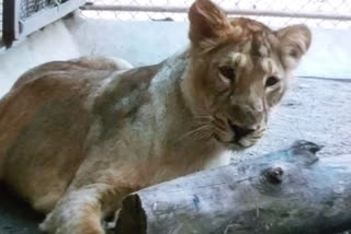 Jaipur news, Lioness brought from Gujarat to Jaipur