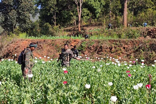 ten acres of poppy fields destroyed