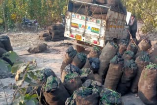 forest department seized illegal coal-laden pickup