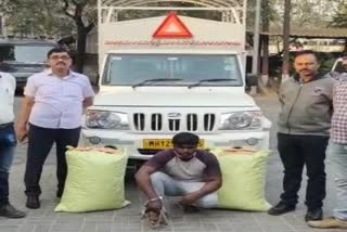 Hemp smuggling Pune