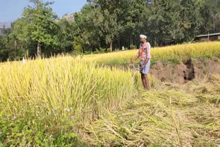 paddy fields completely destroyed  Maravoor puravayal  കർഷകൻ ദുരിതത്തിൽ  അഞ്ചേക്കർ പാടത്തെ നെൽ കൃഷി പൂർണമായും നശിച്ചു