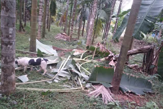 wild elephant demolishes crops