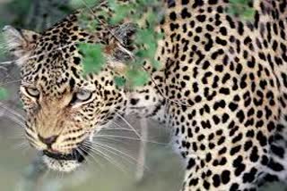 leopard