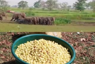 in villages-of-dhamtari-making-of-mahua-liquor-has-stopped-due-to-fear-of-elephants
