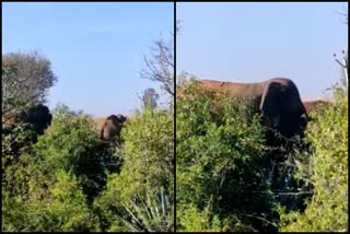 elephants-found-in-telangarahalli-village