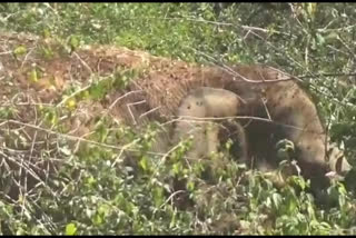 two-elephants-camped-near-hosur