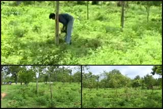 a-man-did-forestation-in-dry-land-at-ramngar-village