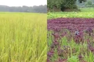 വയലുകളില്‍ കർഷകർക്ക് ഭീക്ഷണിയായി അട്ടശല്യം രൂക്ഷം  കണ്ണൂര്‍  കണ്ണൂര്‍ പ്രാദേശിക വാര്‍ത്തകള്‍  leech threat is severe in fileds  kannur  kannur news  kannur local news