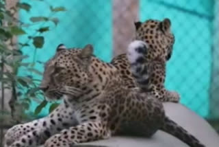 LEOPARD CUBS