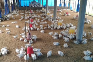 bird-flu-is-confirmed-in-narayangarh-of-ambala