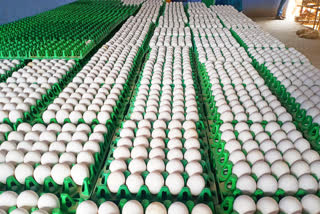 Today egg price