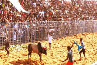 dharmapuri  Dharmapuri Jallikattu  first time Jallikattu competitions in Dharmapuri  தருமபுரியில் முதன்முறையாக ஜல்லிக்கட்டு போட்டிகள் தொடக்கம்  தருமபுரி ஜல்லிக்கட்டு  ஜல்லிக்கட்டு