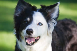 Tennessee man leaves $5 million to pet border collie