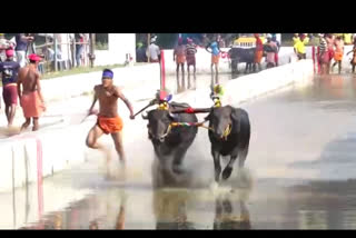 Jodukare Kambala