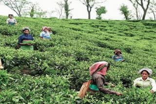 Bengal tea garden workers say will not vote if demand for metalled road not met