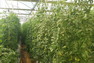 A tomato breed that grows 10 to 30 feet in height at a horticulture fair