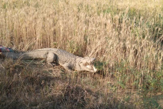 10 feet tall crocodile