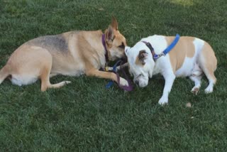 Dogs kissing each other on Valentine's Day