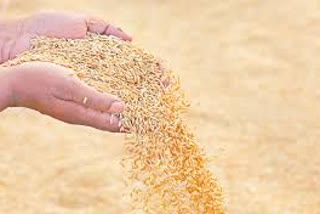 6.28 lakh tonnes of grain procured in Krishna district