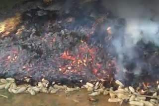 An accidental fire in a pile of maize in Haveri