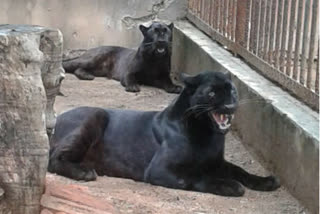 Black Panthers