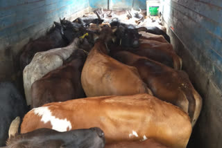 One arrested in Ghaziabad after gunfight with cops for allegedly slaughtering cows