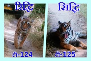 ranthambore news,  for ranthambore sawai madhopur news, tigress sisters of Ranthambore allotted numbers,  Tigress Riddhi gets T-124 number allotted in Ranthambore,  T-125 number allotted to tigress Siddhi
