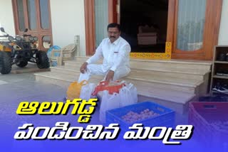 agriculture minister niranjan reddy cultivated sweet potato in wanaparthy